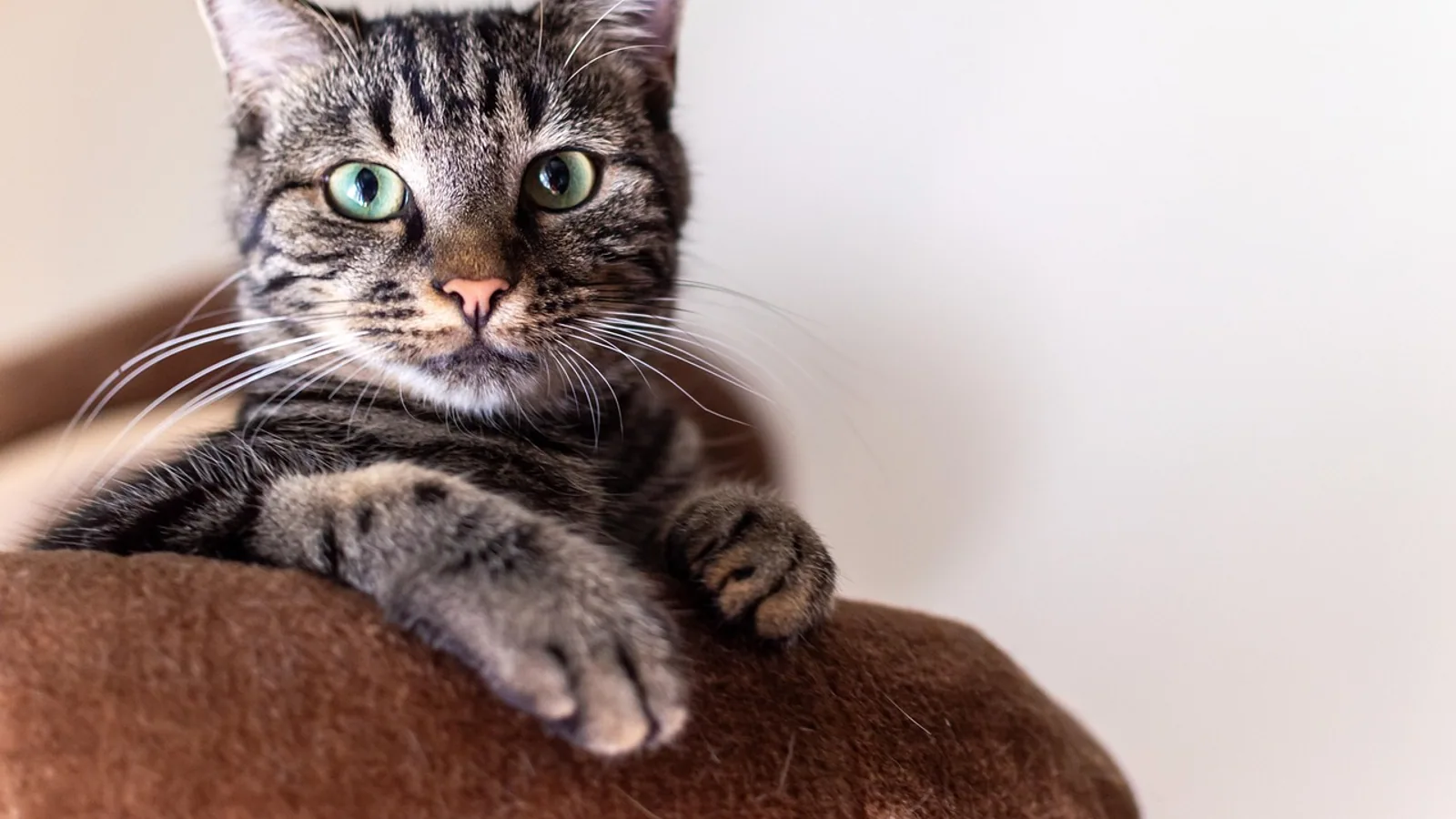 Average Age of a Cat: Lifespan and Care Factors