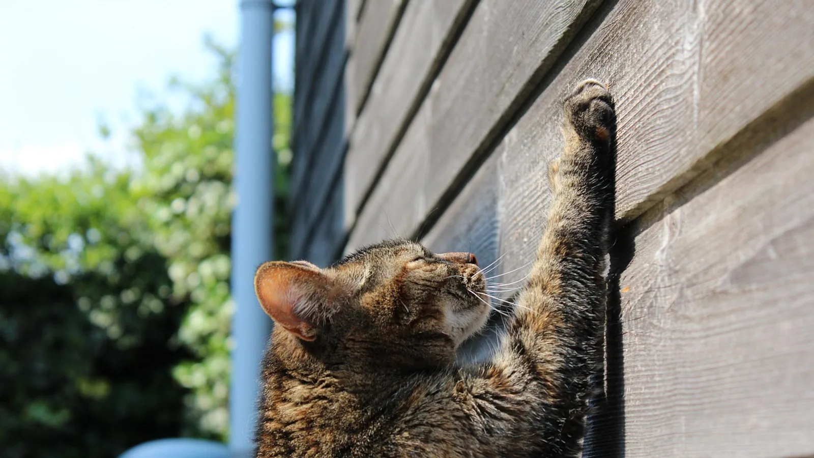 Antihistamine for Cats: Safe Options and Dosing