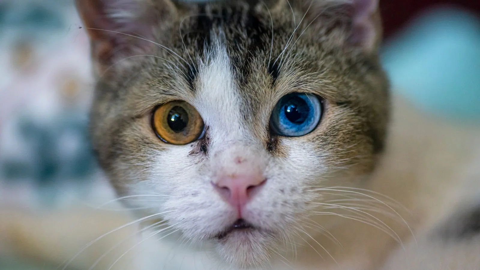 A close-up portrait of a cat with heterochromatic eyes, one blue and one amber