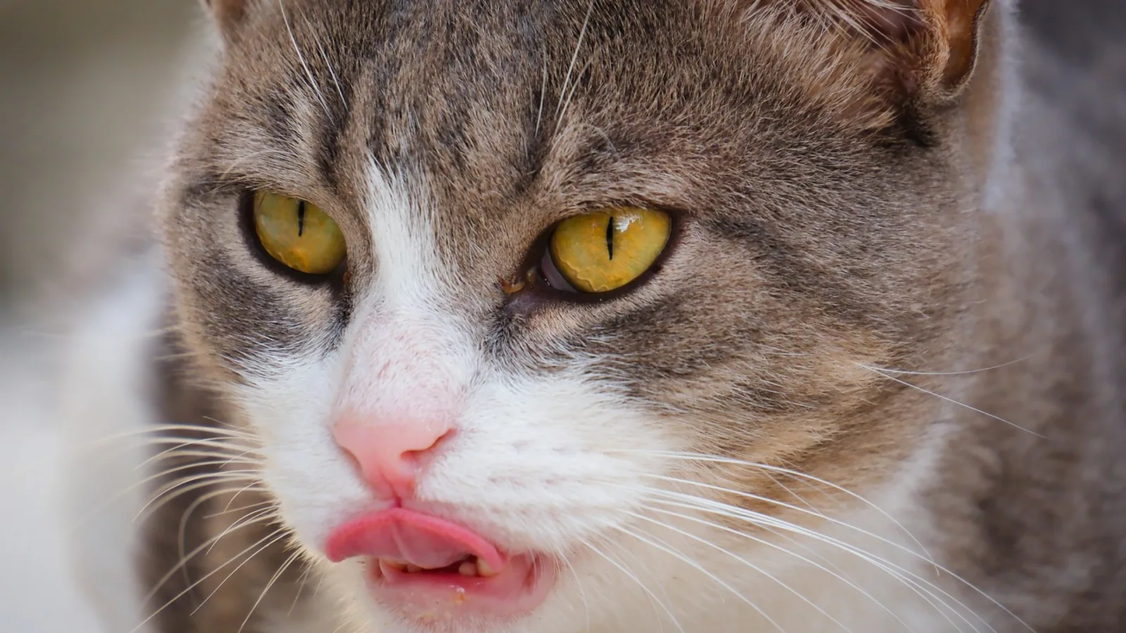 Cat Tongue: Papillae, Grooming, and Health Signs