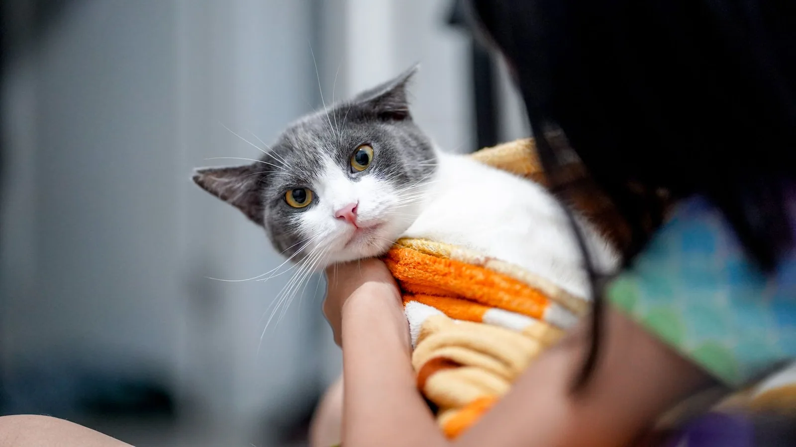 A cute gray and white cat wrapped in a colorful blanket, held indoors