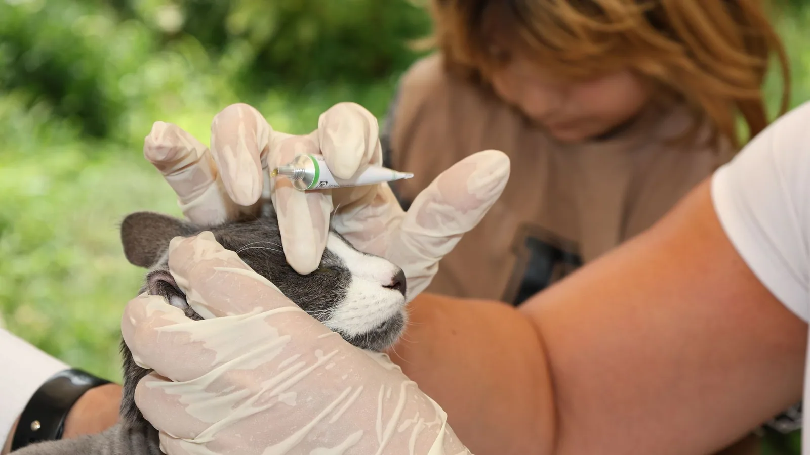 Veterinarian giving a gray cat an injection while a child watches closely outdoors