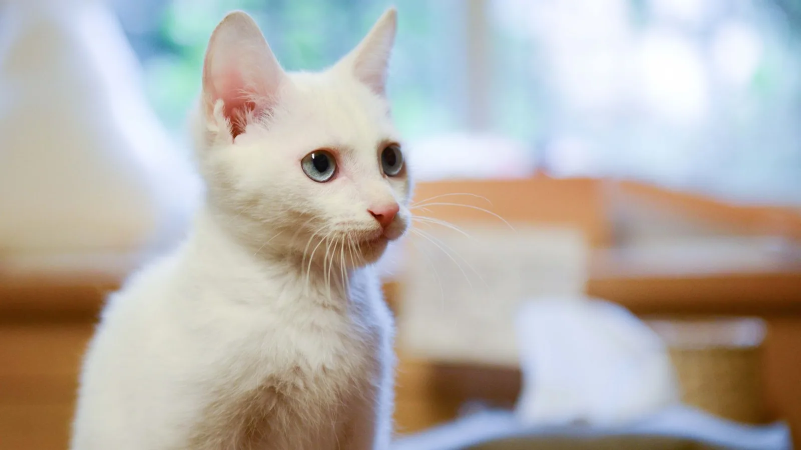 Close-up of a cute white cat with blue eyes sitting indoors, looking alert