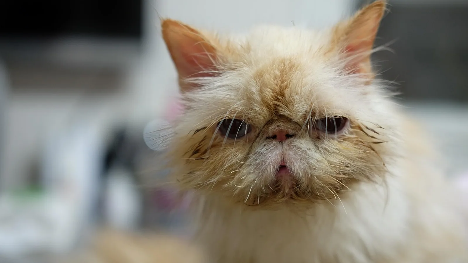 Cat Heart Murmur: Causes and Next Steps