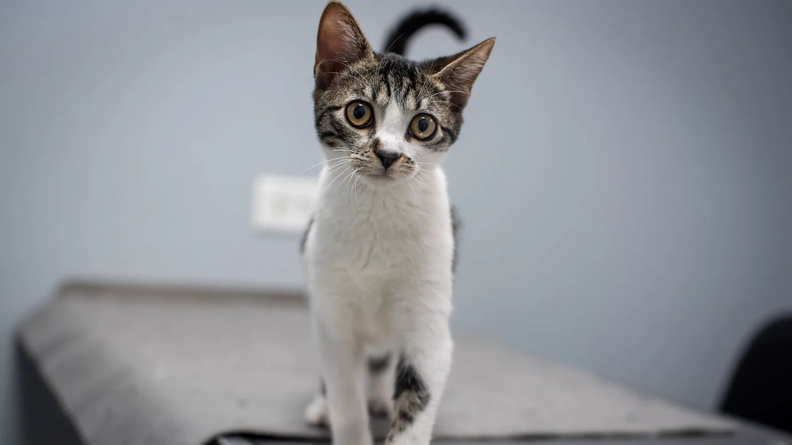 Cat standing on a veterinary examination table during a health assessment
