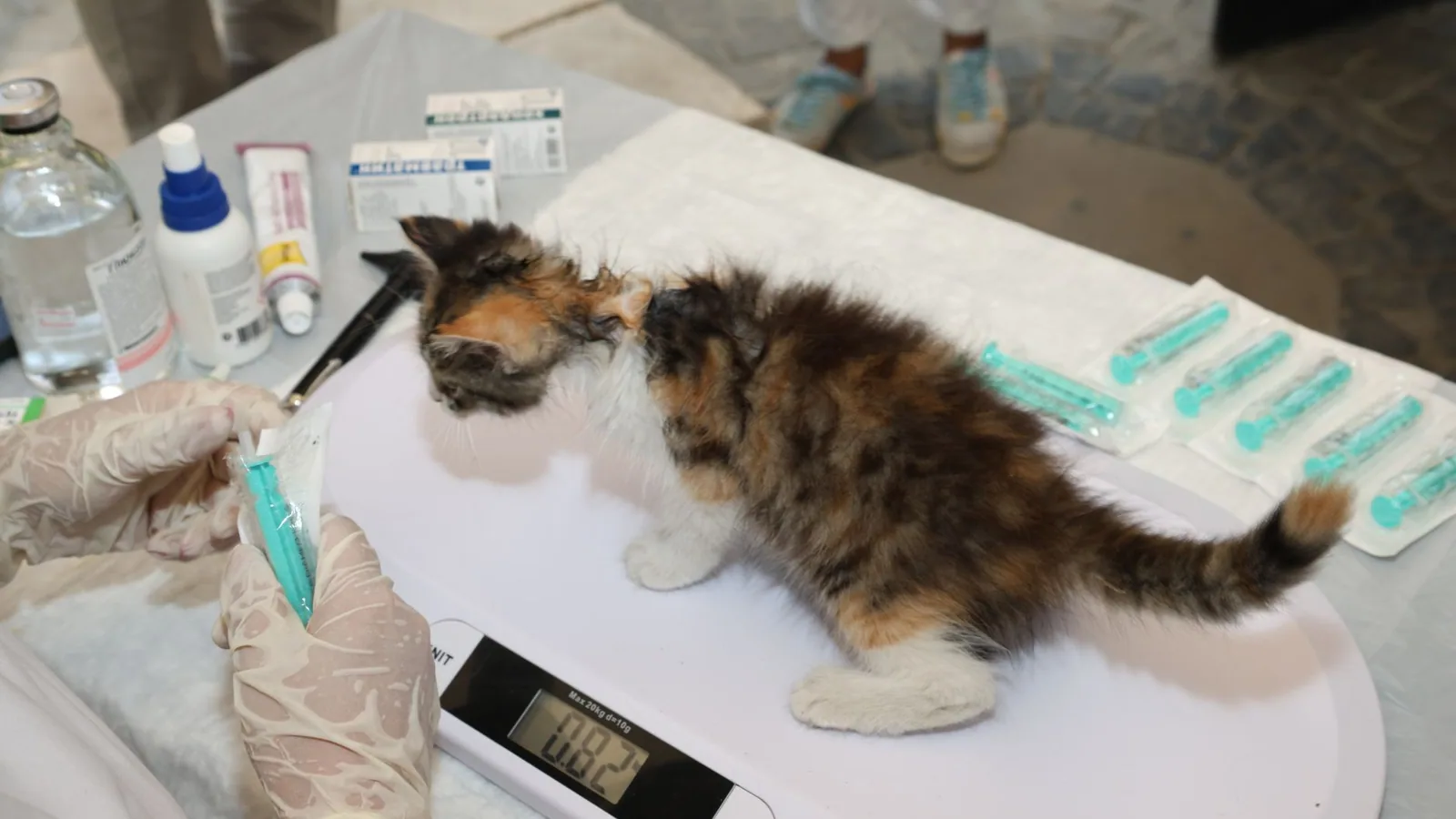 A veterinarian weighs a small kitten during a checkup at a clinic for pet health assessment