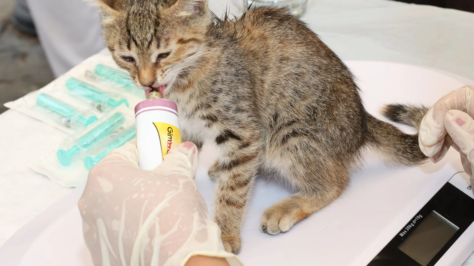 A young gray tabby kitten being fed by a veterinarian, showcasing compassionate animal care