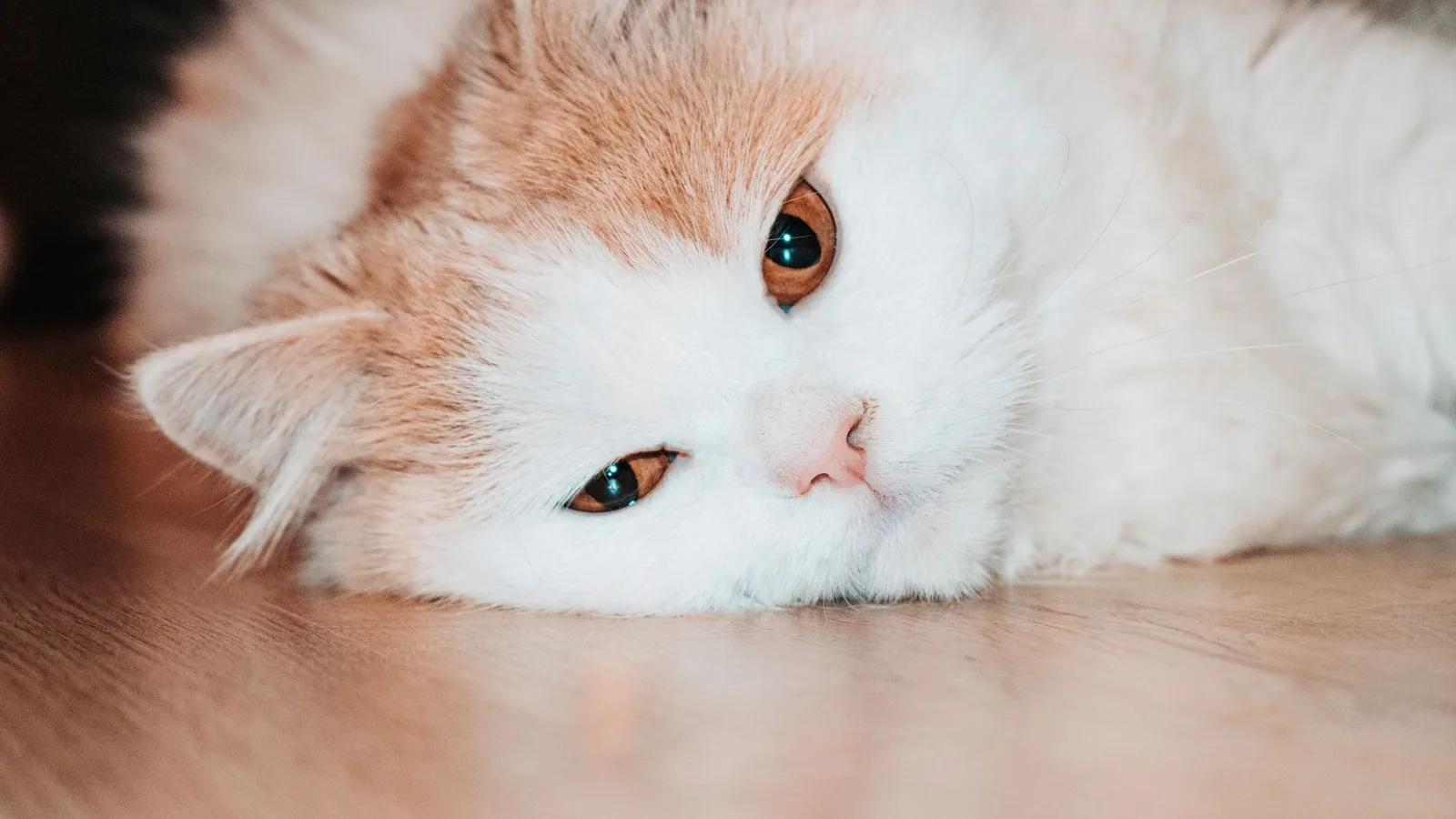 Close-up of a fluffy domestic cat lying down on a wooden floor, looking relaxed and comfortable
