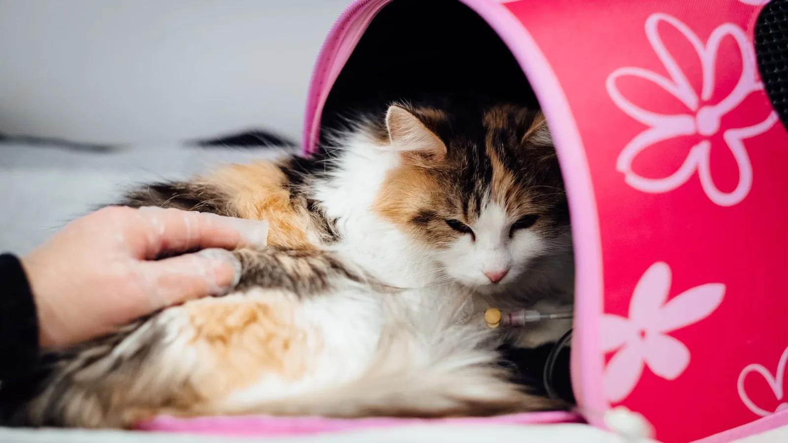 Fluffy cat in pink tent receiving veterinary care indoors, with loving hand nearby