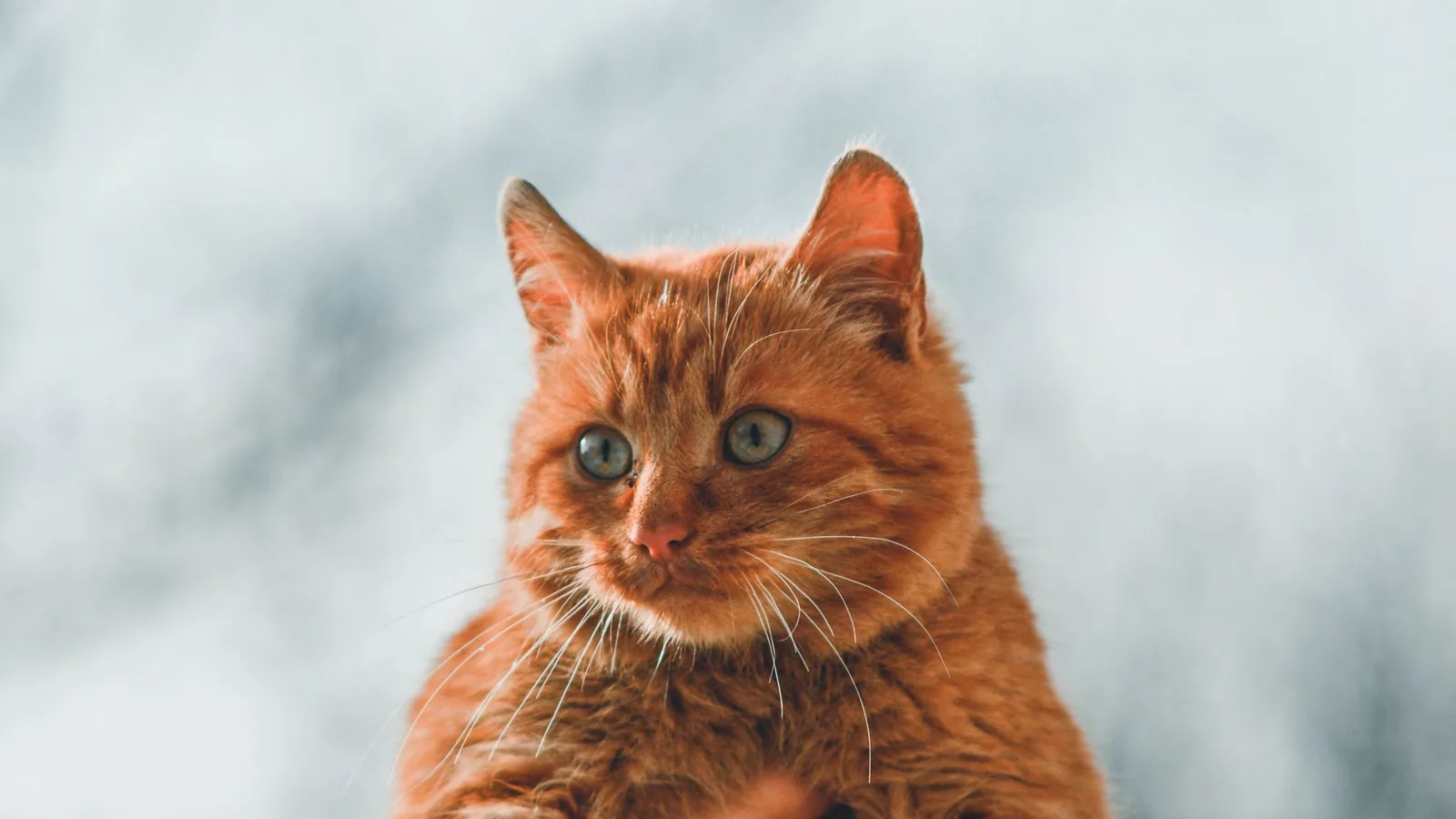 Close-up of a ginger tabby cat being held, showing off its furry coat and vivid eyes