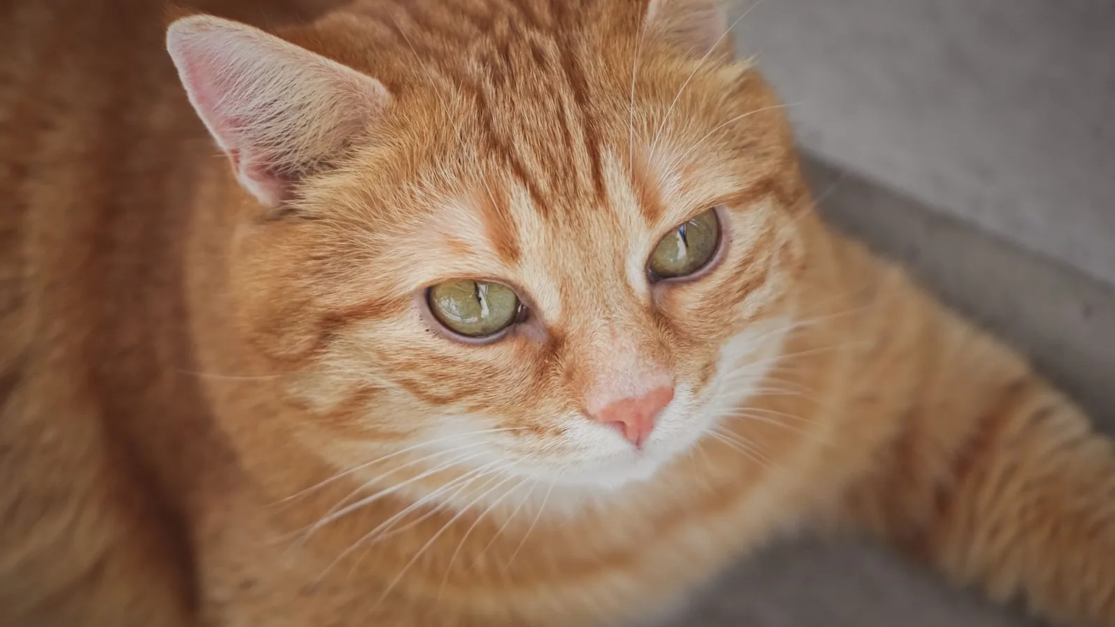 Young ginger cat looking alert during a close veterinary observation