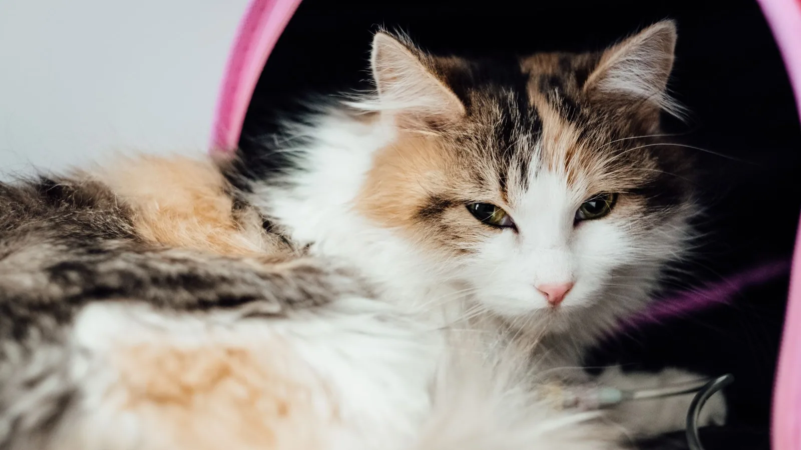 A close-up of a tabby cat receiving IV therapy at a pet clinic. Ideal for veterinary care themes