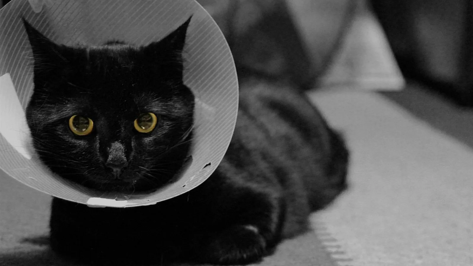 Cat Cone Guide: Fit, How Long, and Cone Alternatives