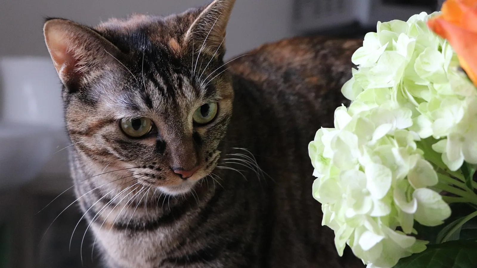 Are Hydrangeas Poisonous to Cats? Toxicity Guide