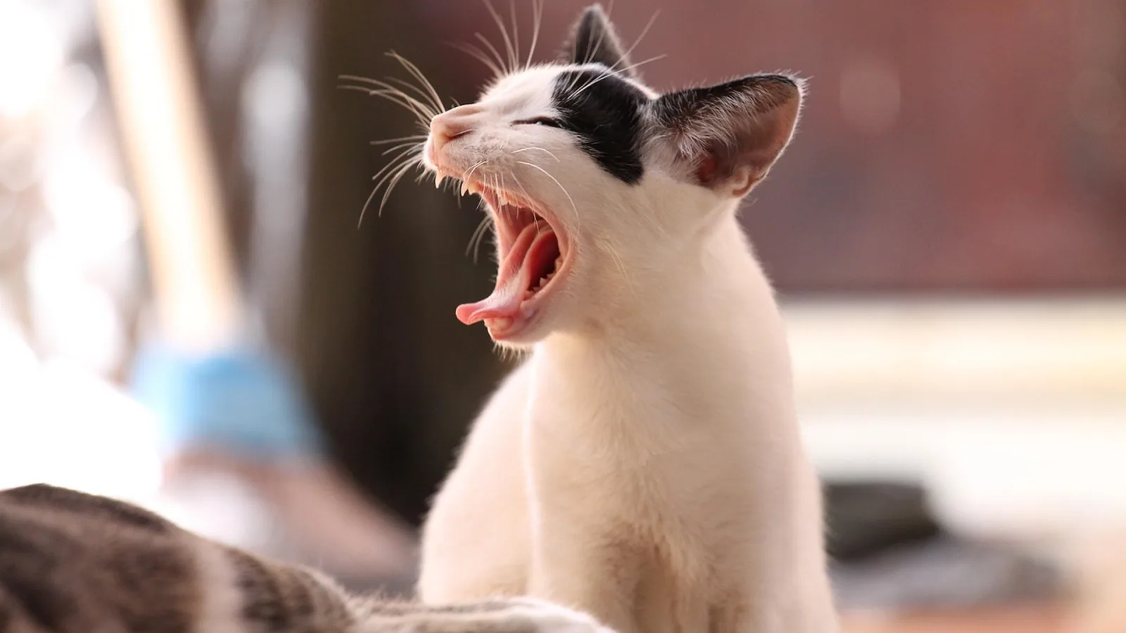 Tapeworms Symptoms in Pets: What to Look For