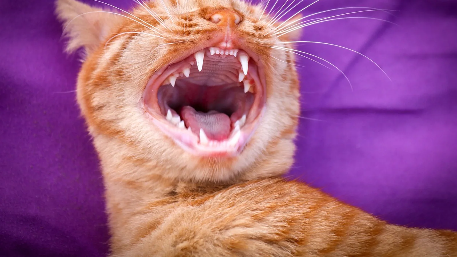 Feline Gingivitis: Causes, Signs, and Treatment