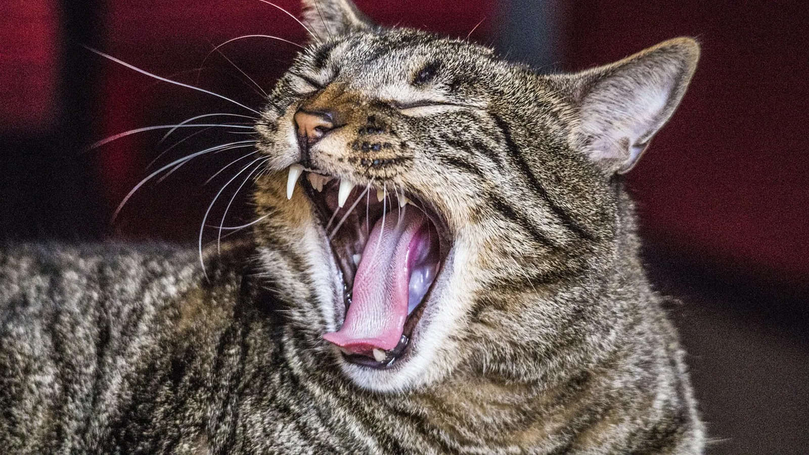 How Many Teeth Do Cats Have? Feline Dental Guide