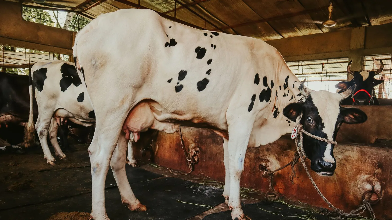 Close-up of a Holstein cow inside a barn, showcasing its distinctive black and white pattern