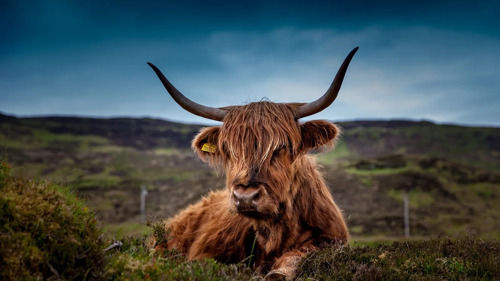 Foot and Mouth Disease Symptoms in Animals