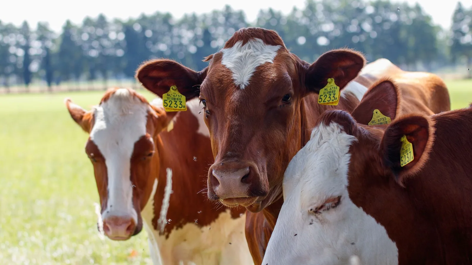 Close-up of three cows grazing in a sunny, green pasture. Ideal for agricultural themes