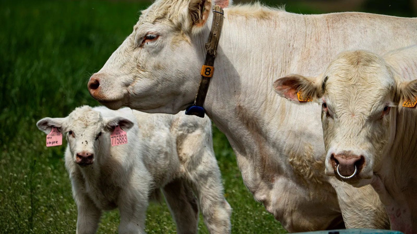 A close-up of Charolais cattle in a vibrant green pasture, showcasing adult cows and a calf