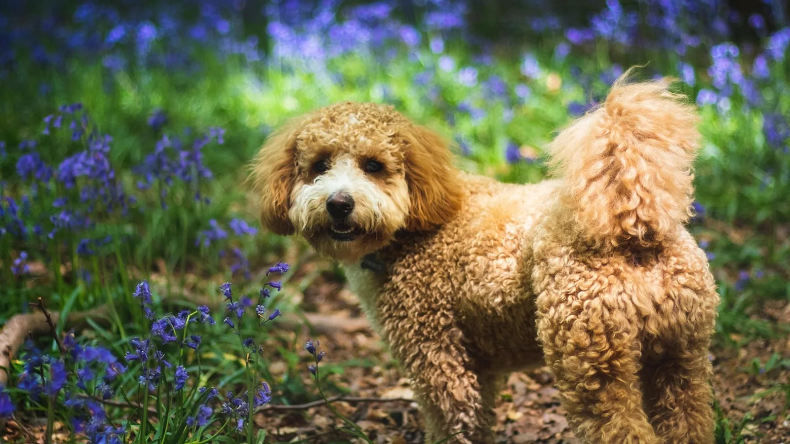 Cavapoochon Dog: Breed Traits and Care Guide