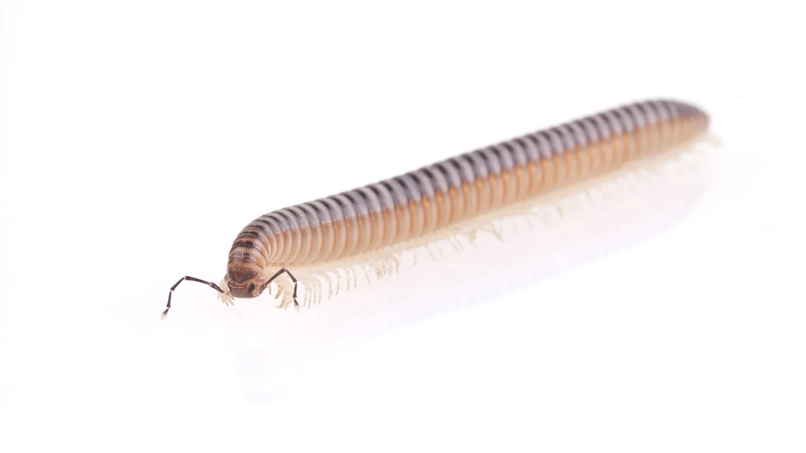 Large Centipedes: Leg Count and Danger Explained