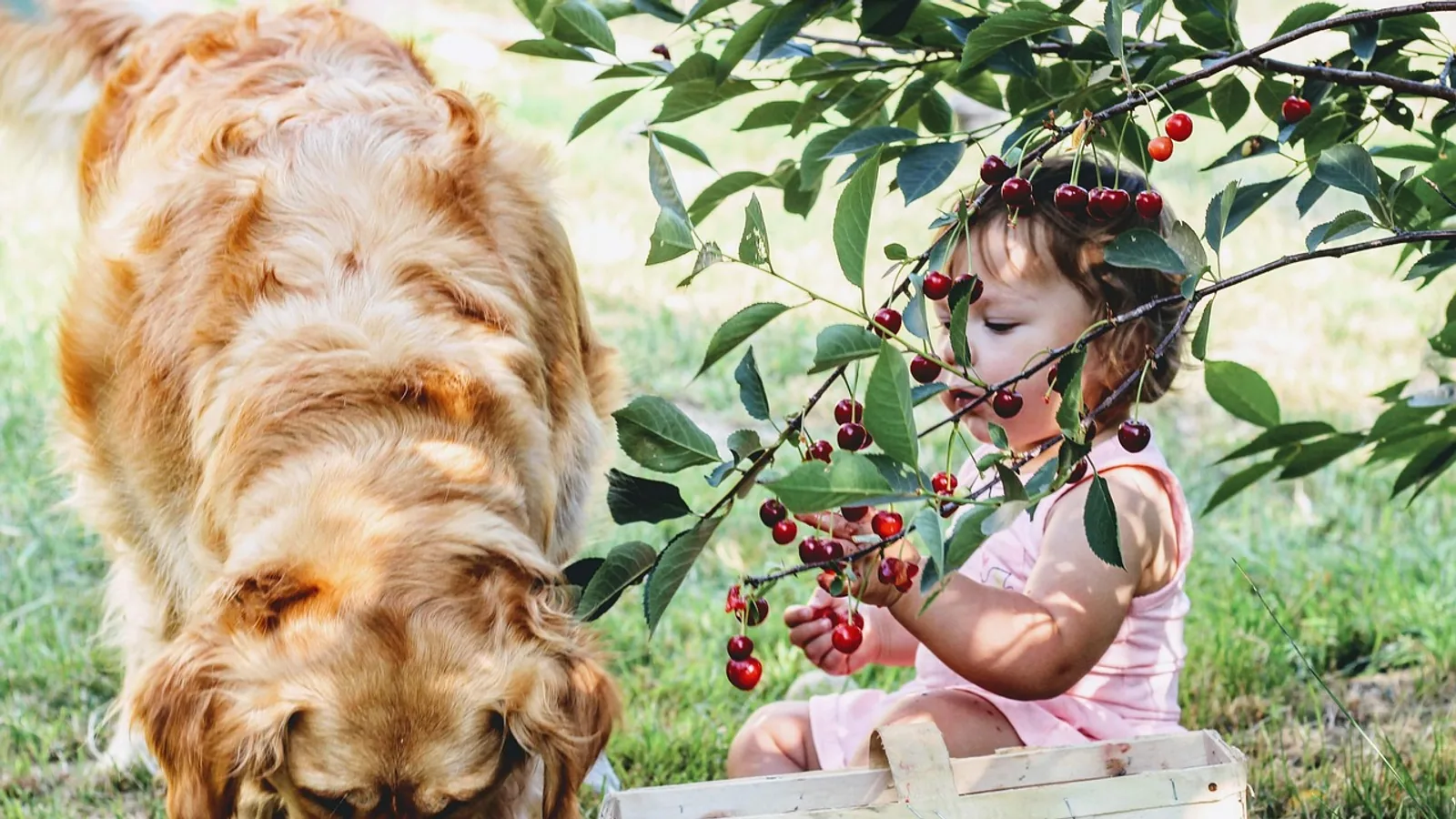 Cyanide Poisoning in Dogs: Fruit Pits, Plants, and Real Risk
