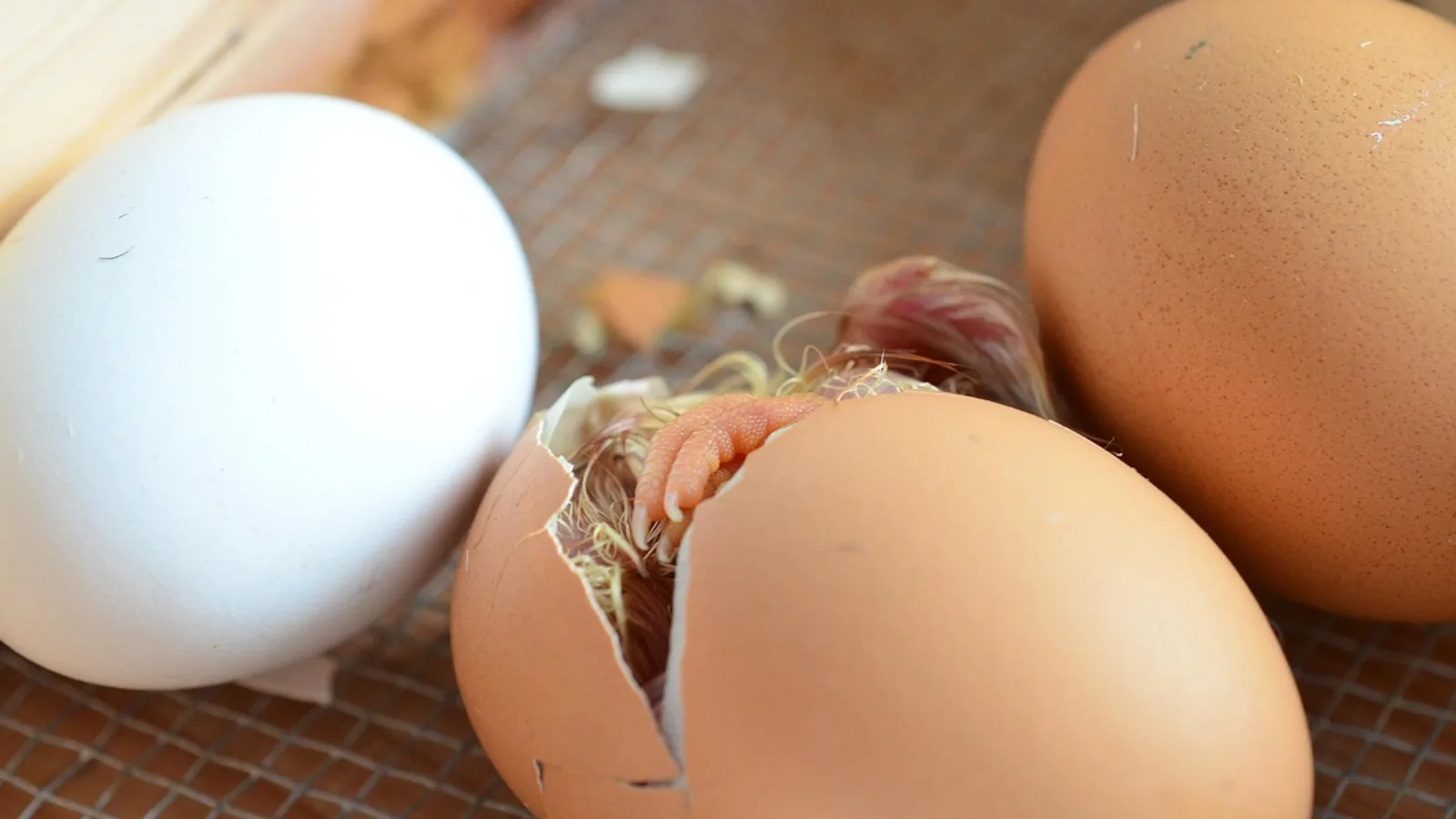 Chick in Egg: Development Stages Day by Day