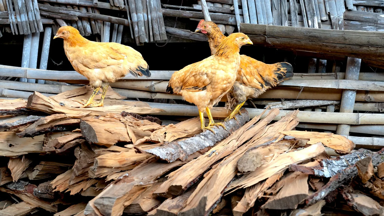 Close-up of chickens standing on chopped wood against a rustic wooden background outdoors