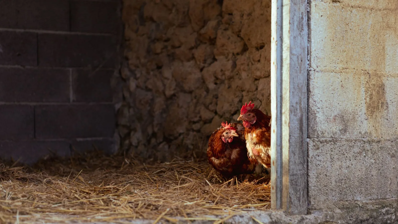 Two chickens resting inside a rustic barn with straw bedding and stone walls