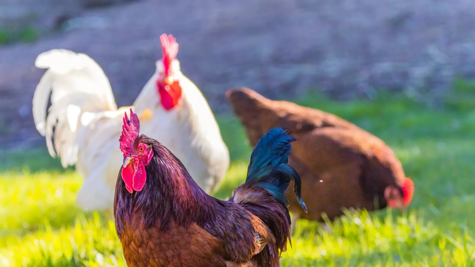 Three diverse chickens roam freely on a grassy farm, enjoying the sunny day