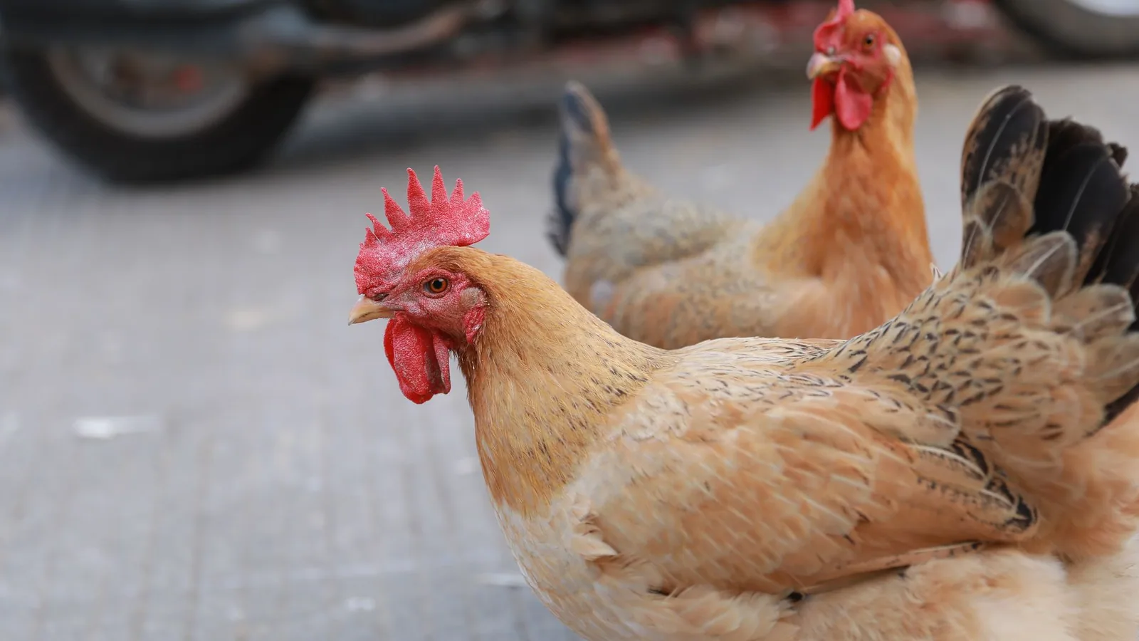 Two tan free-range chickens on a city pavement with blurred urban background