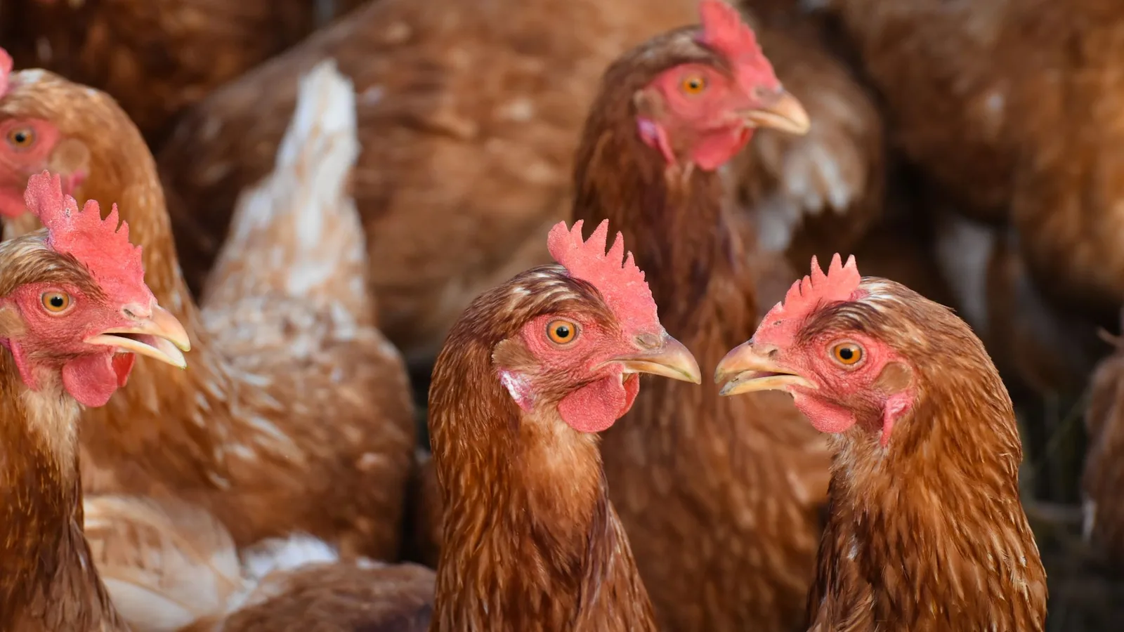 A group of free-range chickens in a coop, showcasing their feathers and natural habitat