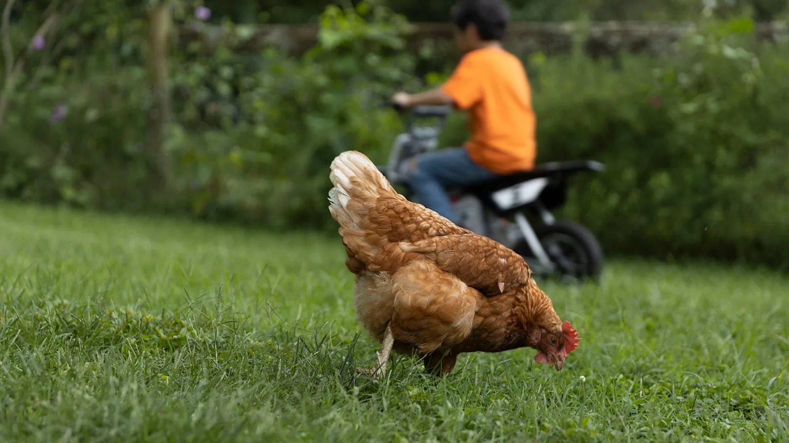 Can Chickens Eat Strawberries? Safe Feeding Guide