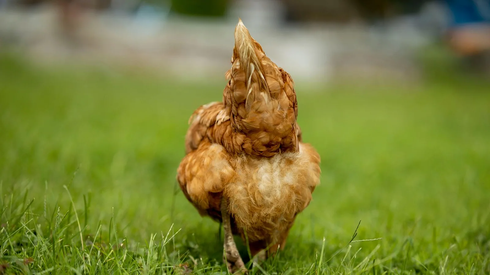 Can Chickens Eat Bananas and Banana Peels?