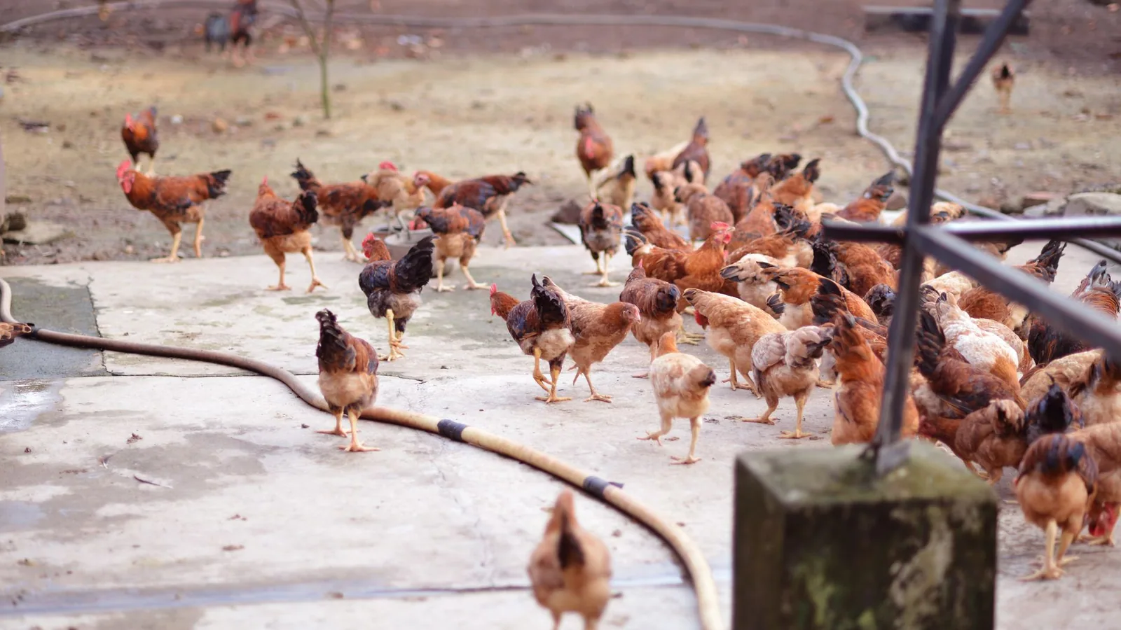 A large flock of chickens pecking on a concrete surface outdoors in a farm setting
