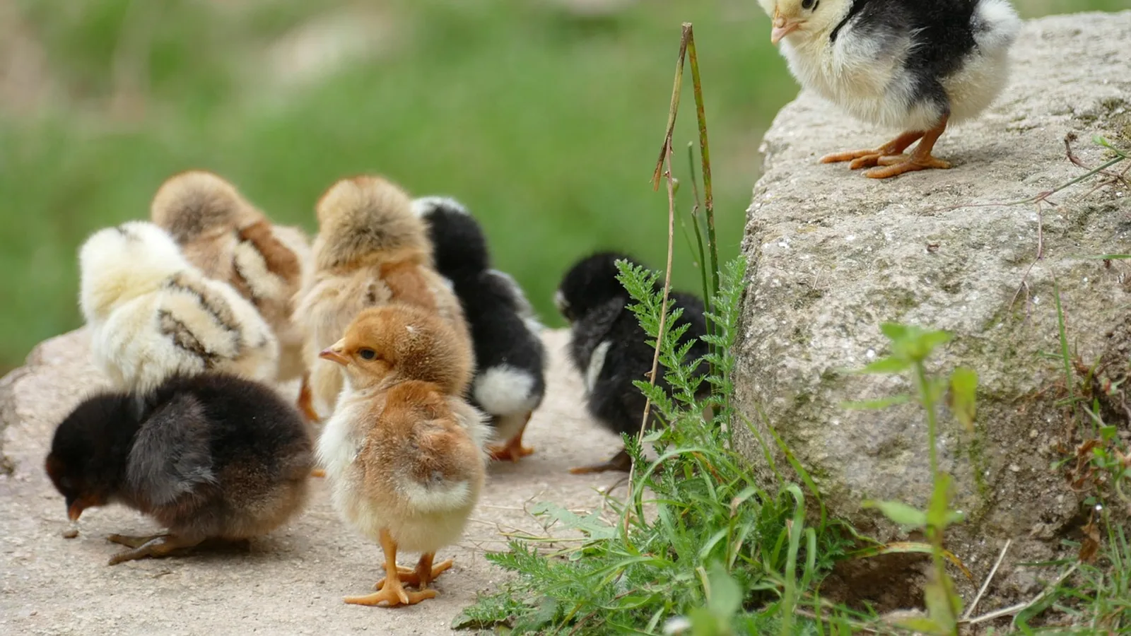 Common Backyard Chicken Diseases and Prevention