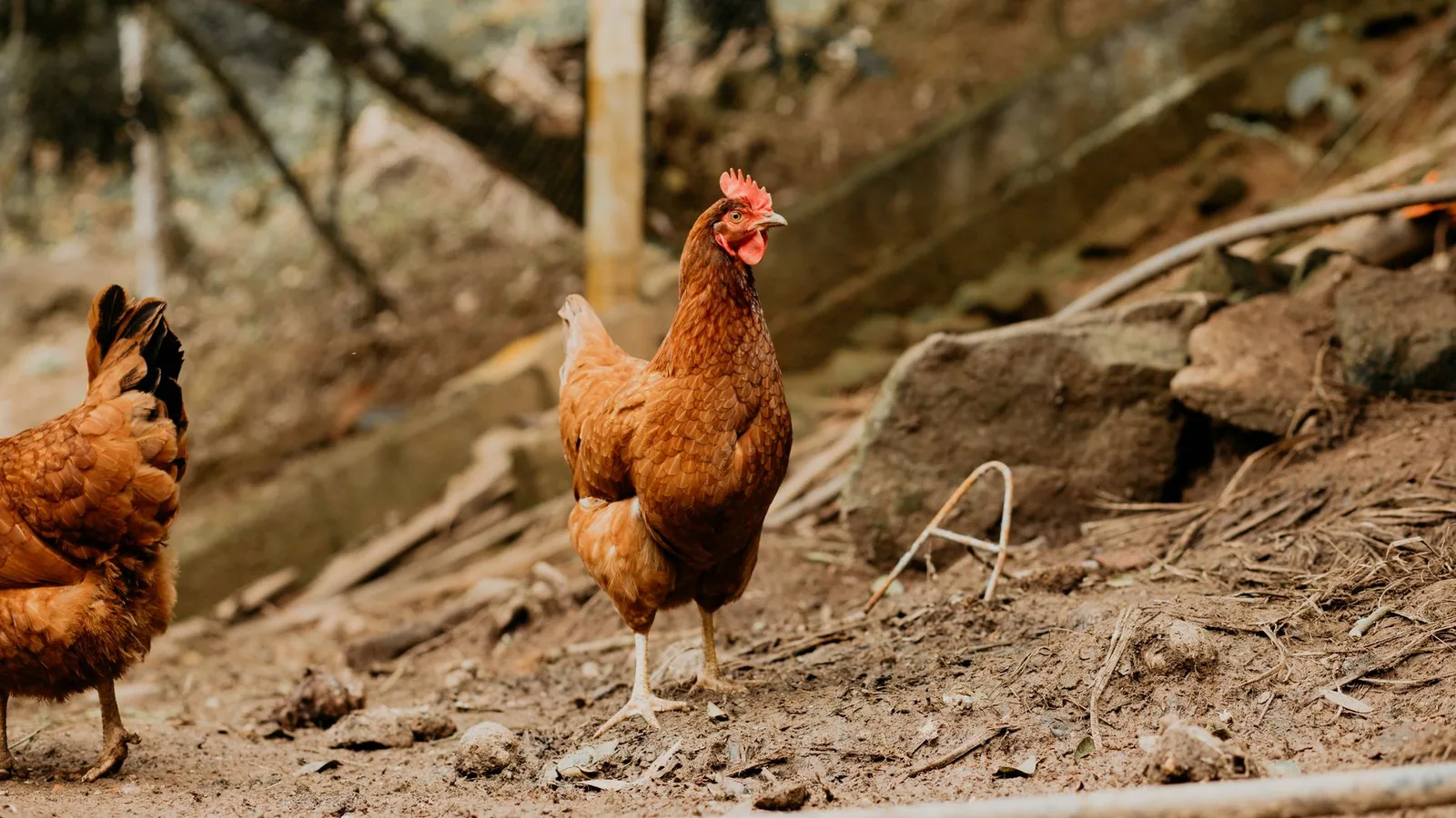 Brown chickens roam freely outdoors on a rural farm, showcasing natural agriculture