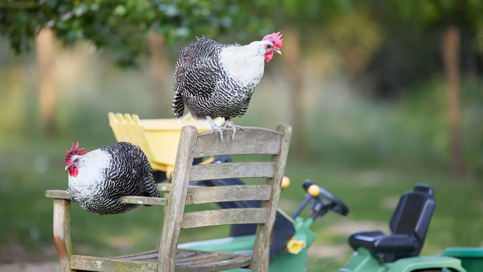 Why Do Birds Have Different Beak Shapes? A Guide to Avian Adaptations