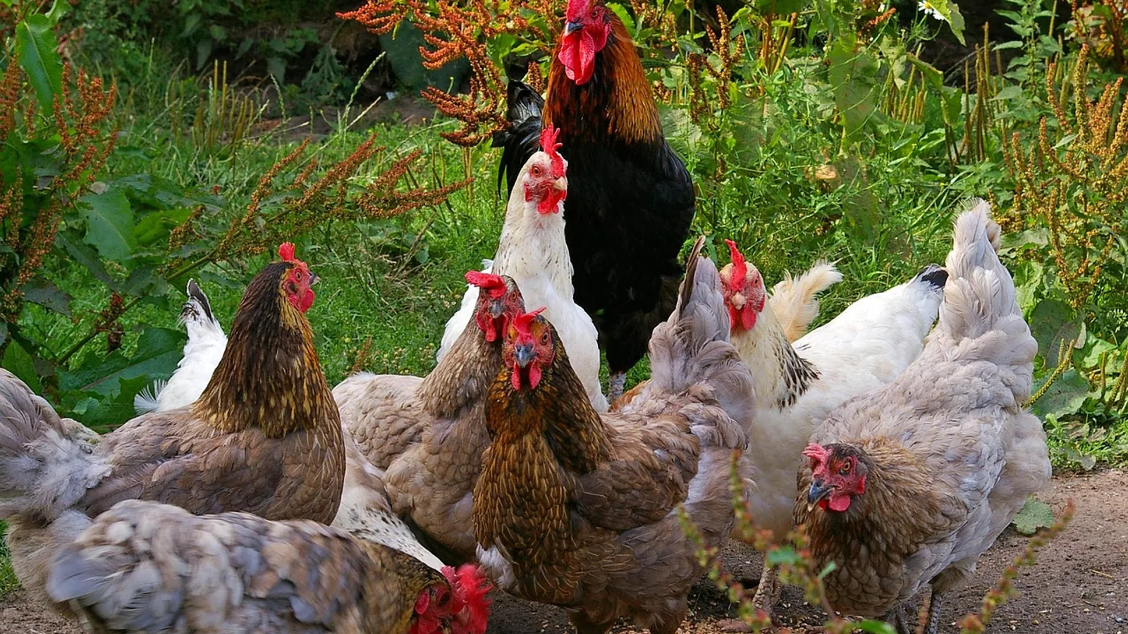 Can Chickens Eat Apples? Safe Feeding Guide