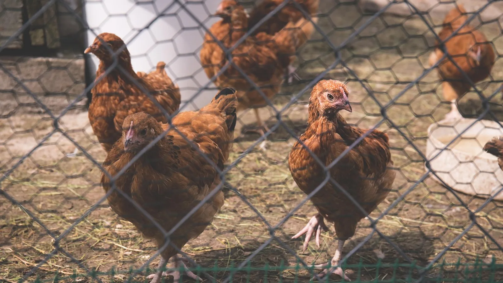 Bad Chickens: Aggression, Pecking, and Health Signs