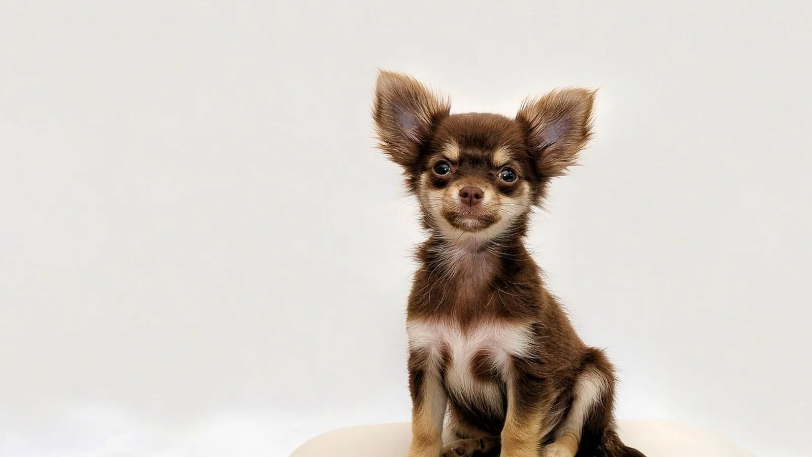 Collapsed Windpipe in Dogs: Tracheal Collapse Guide