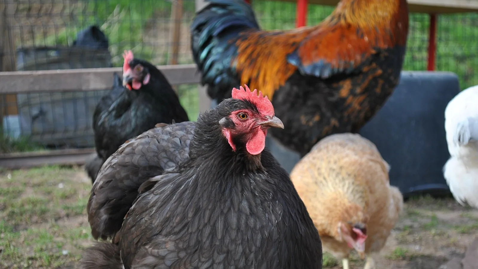 Chocolate Orpington Chickens: Breed and Care Guide