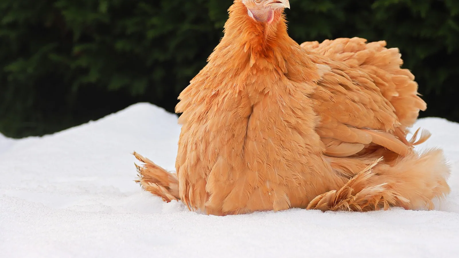 Cochin Hen: Breed Profile and Care Needs