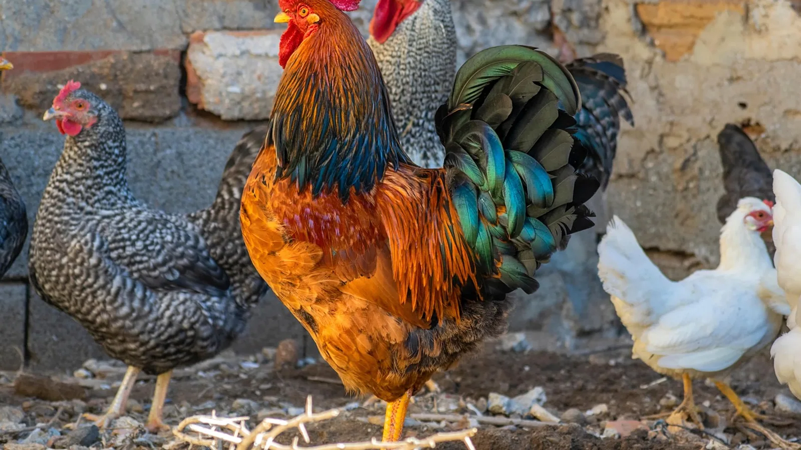 How Roosters Fertilize Eggs: Step-by-Step Process