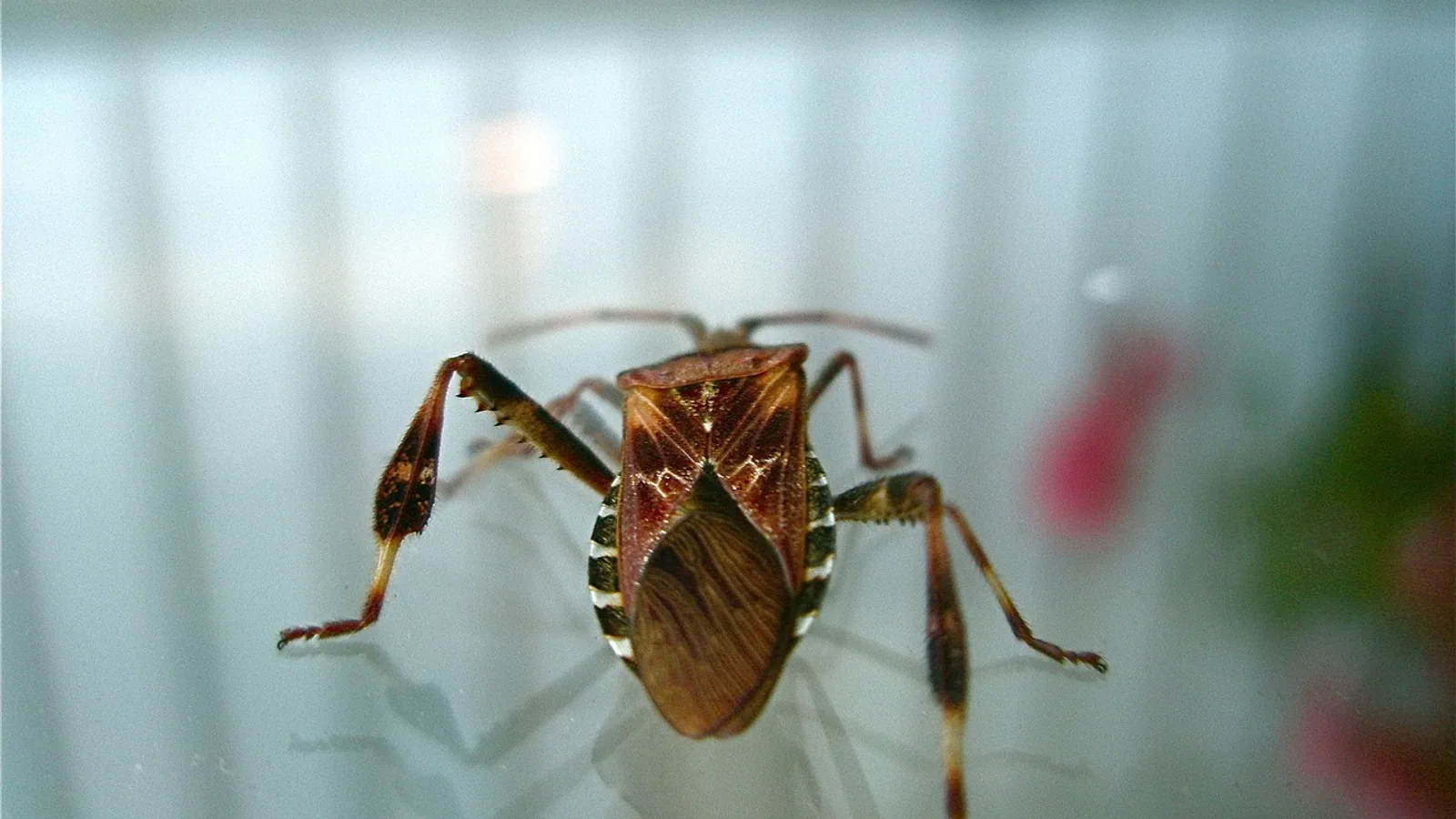 Seed Bug vs Conifer Seed Bug: Identification