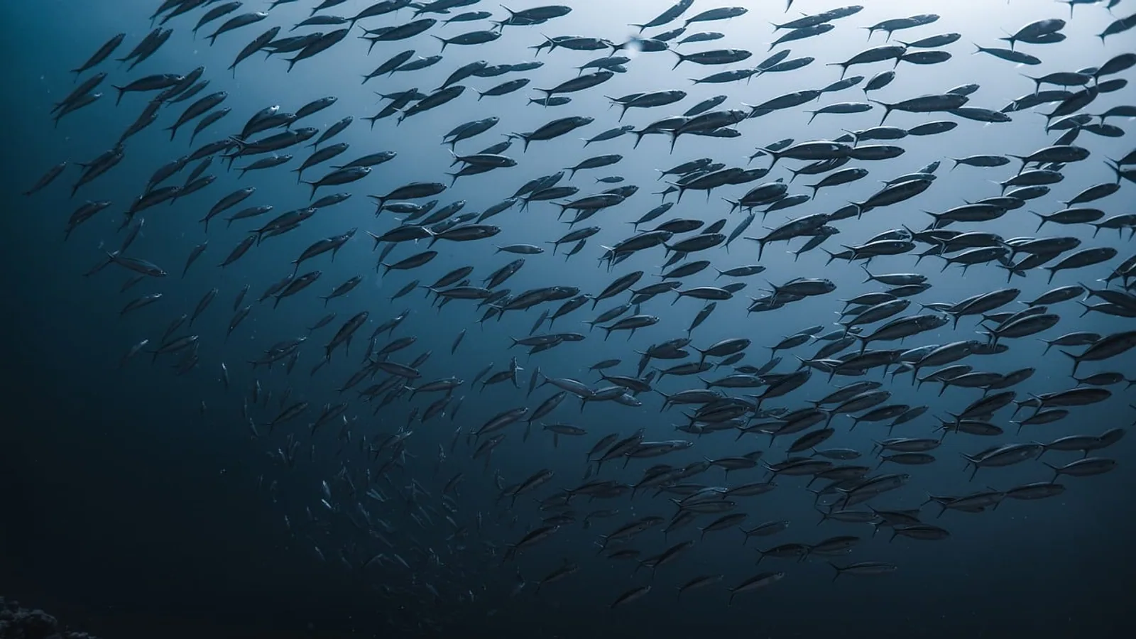 Do Fish Drink Water? Freshwater vs Saltwater Fish Explained