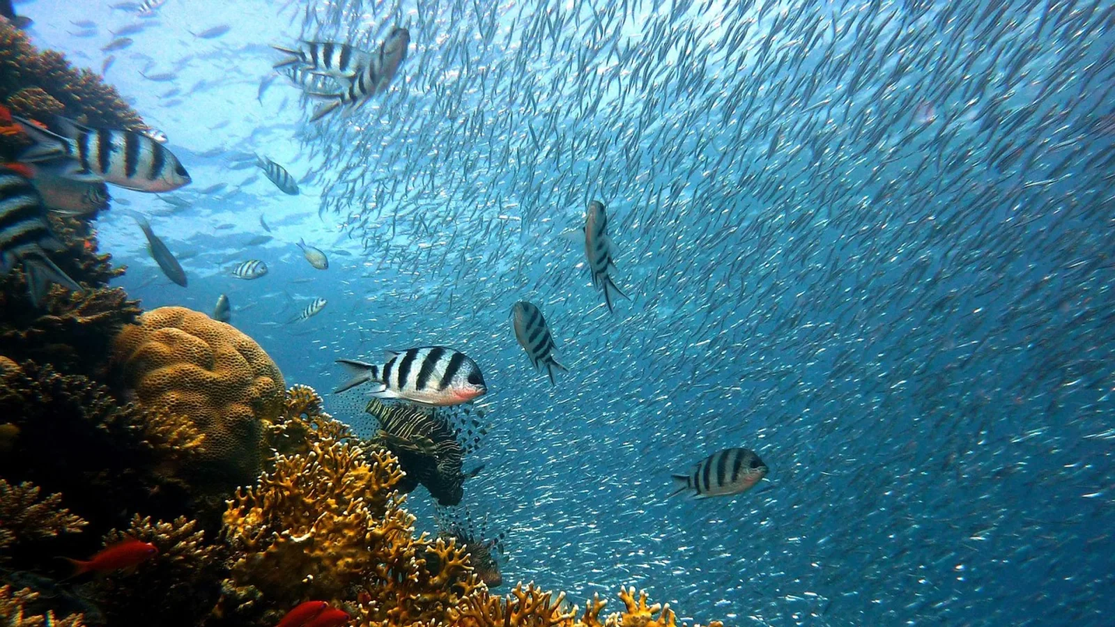 Can Fish See Water? How Fish Vision Actually Works