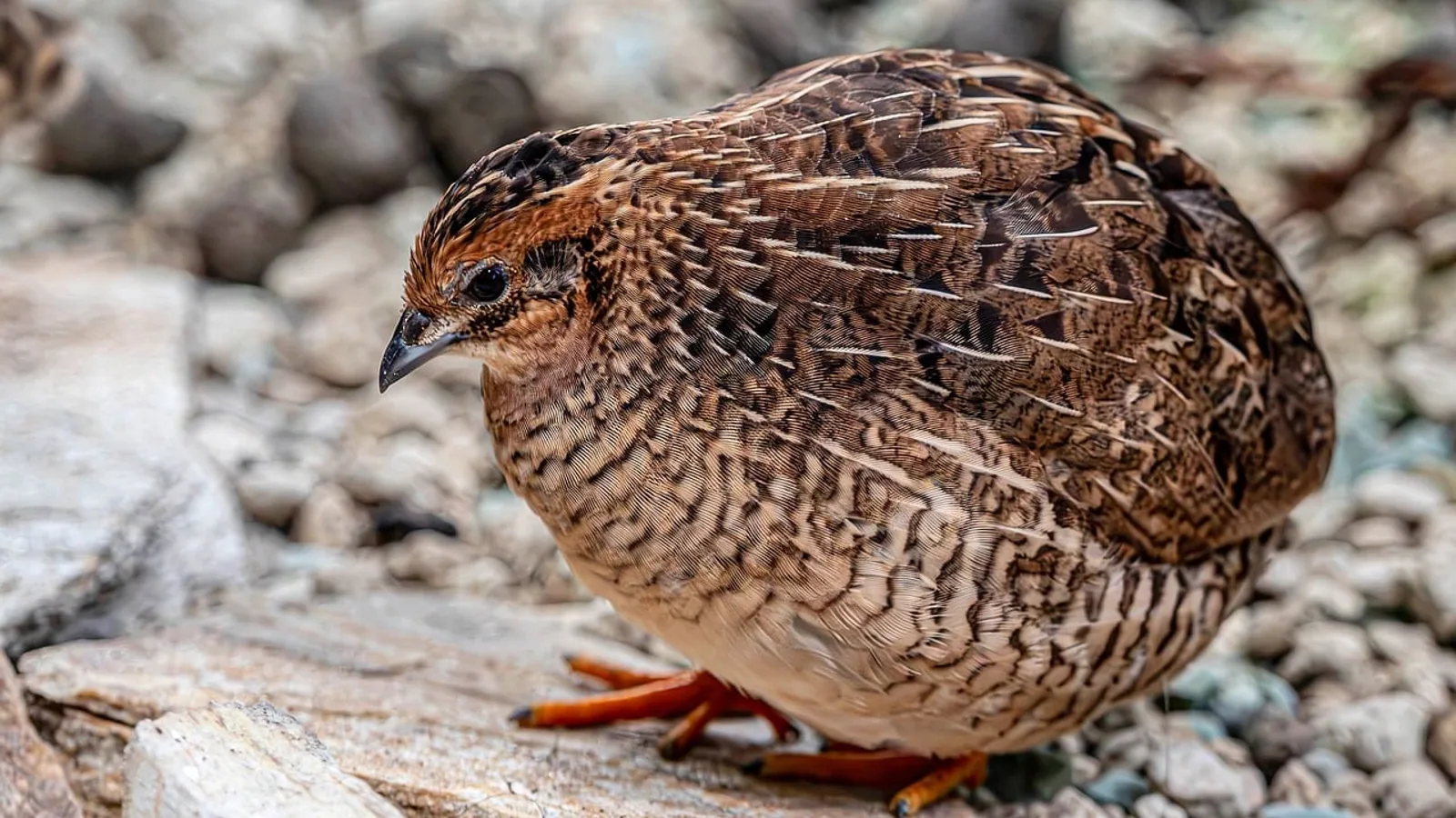 Coturnix Quail Care Guide: Housing, Diet and Egg Laying
